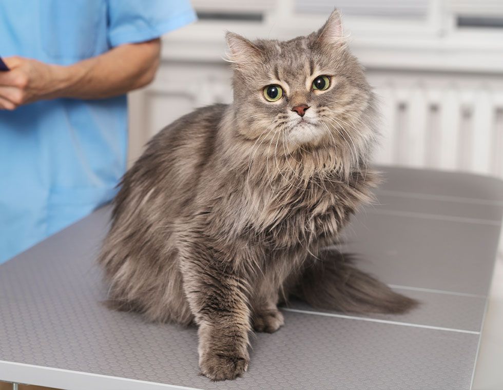 veterinary doctor taking care of cat