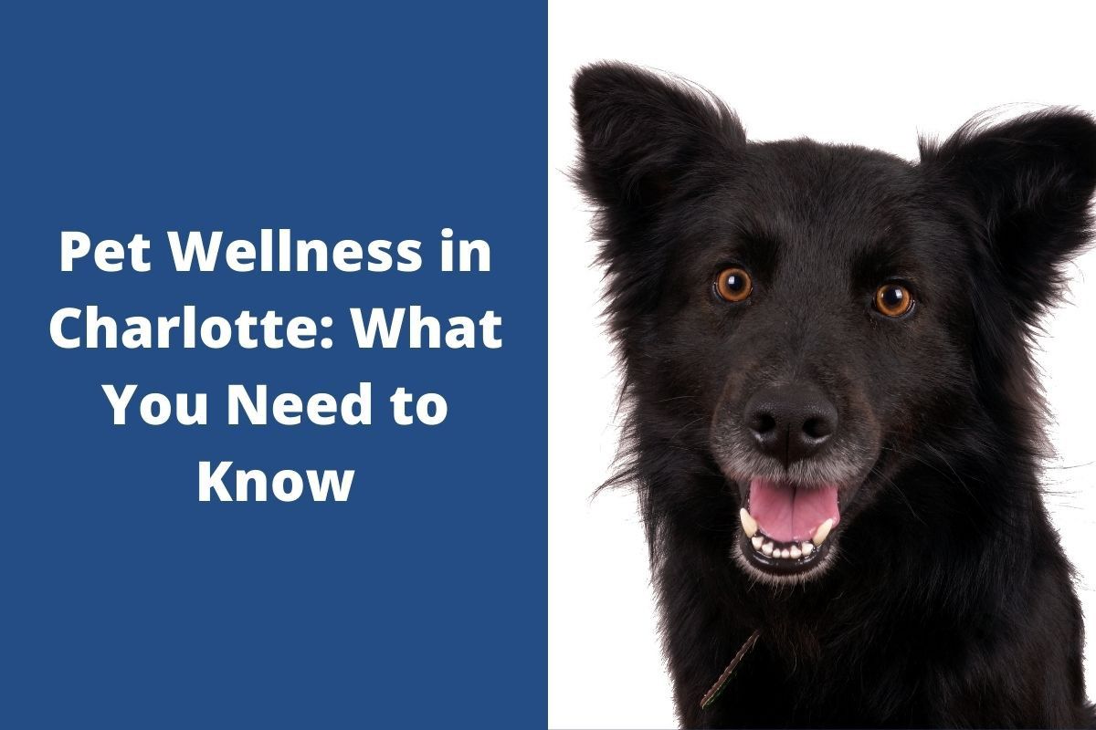 Pet-Wellness-in-Charlotte-What-You-Need-to-Kno_20210927-183729_1