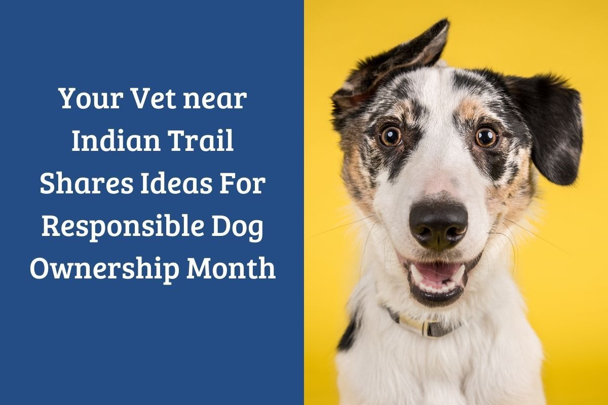 Your-Vet-near-Indian-Trail-Shares-Ideas-For-Responsible-Dog-Ownership-Mont_20210927-183434_1
