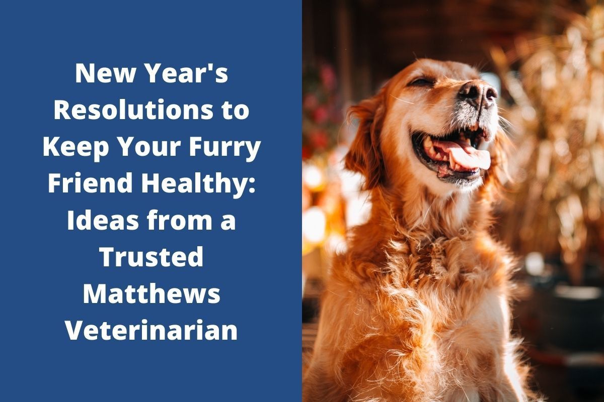 New-Years-Resolutions-to-Keep-Your-Furry-Friend-Healthy-Ideas-from-a-Trusted-Matthews-Veterinarian