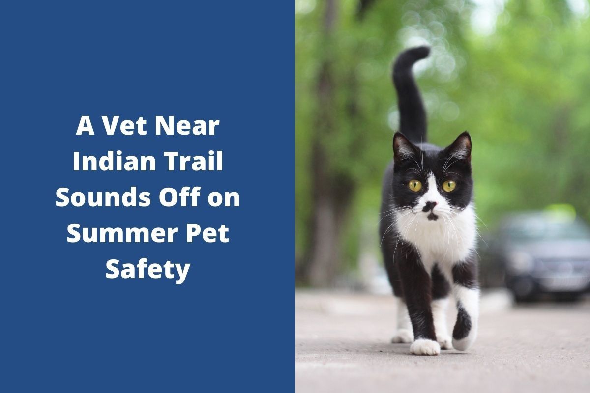 A-Vet-Near-Indian-Trail-Sounds-Off-on-Summer-Pet-Safety