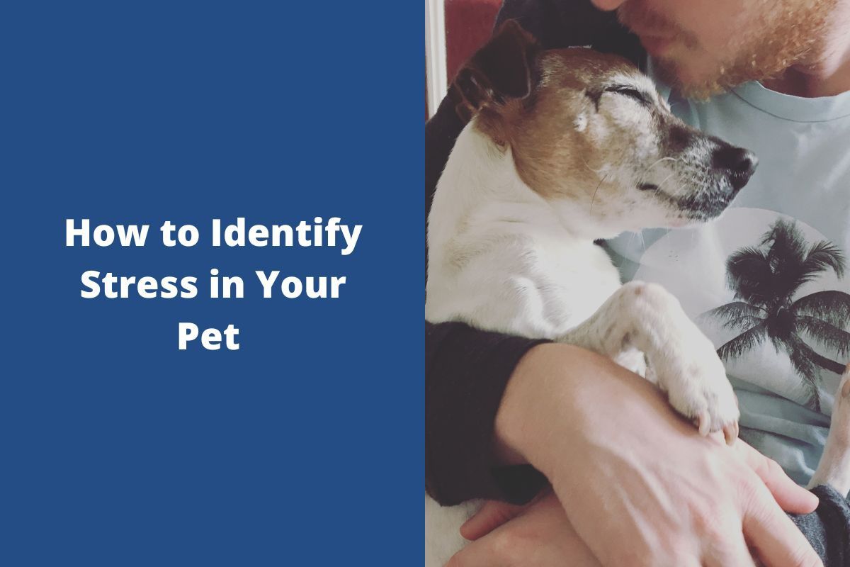How-to-Identify-Stress-in-Your-Pet--1