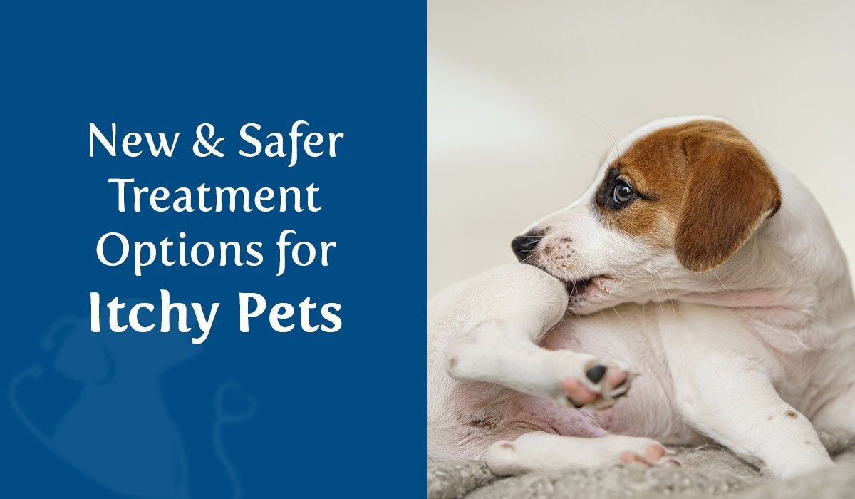 New & Safer Treatment Options for Itchy Pets