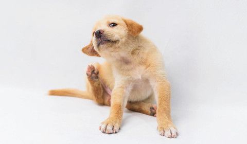 Summer Safety: Protect Your Pet from Heartworms, Fleas, and Ticks