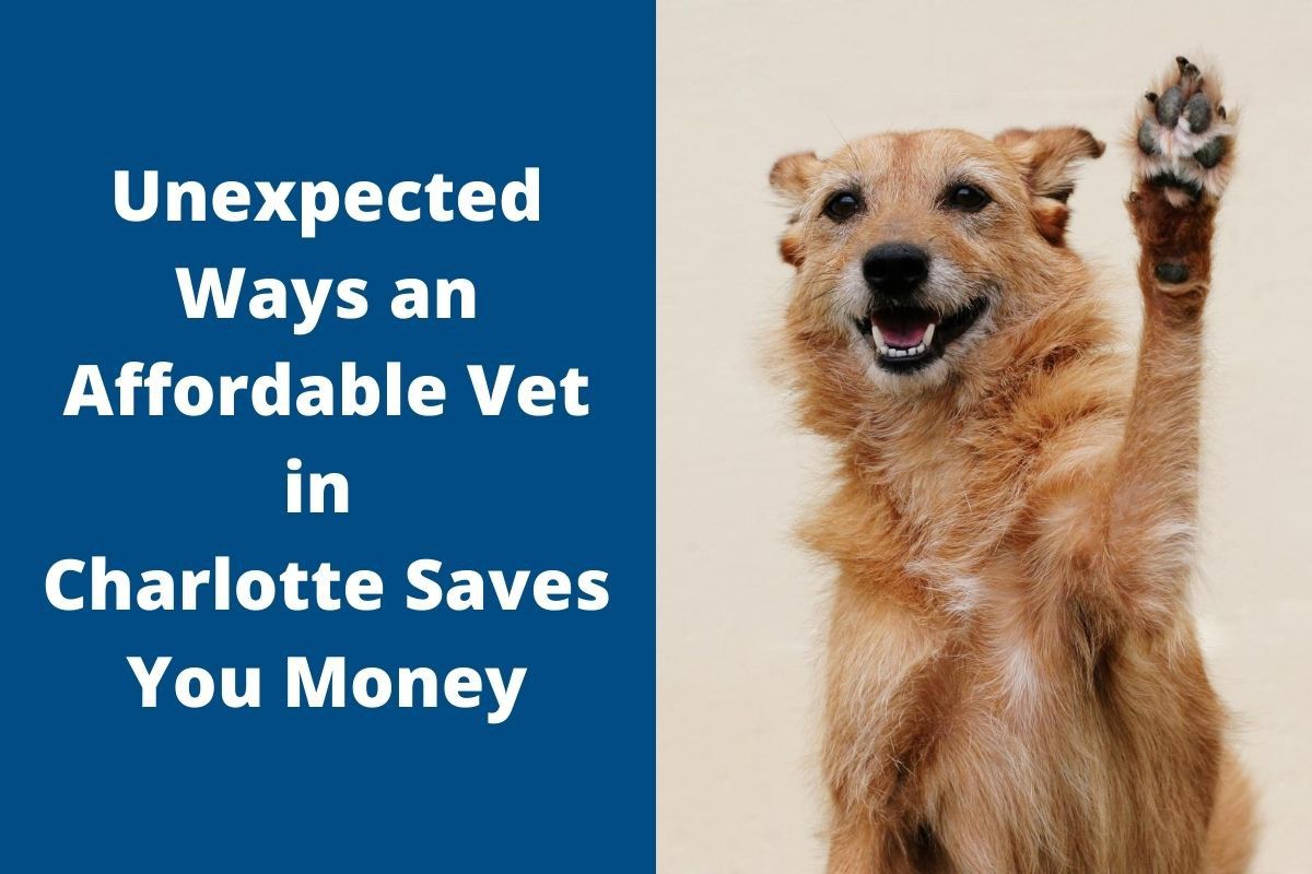 Unexpected Ways an Affordable Vet in Charlotte Saves You Money