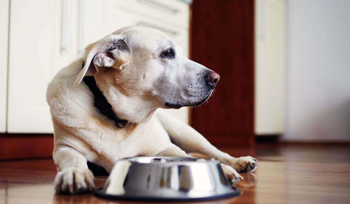 labrador-drinking-water-warning-symptom