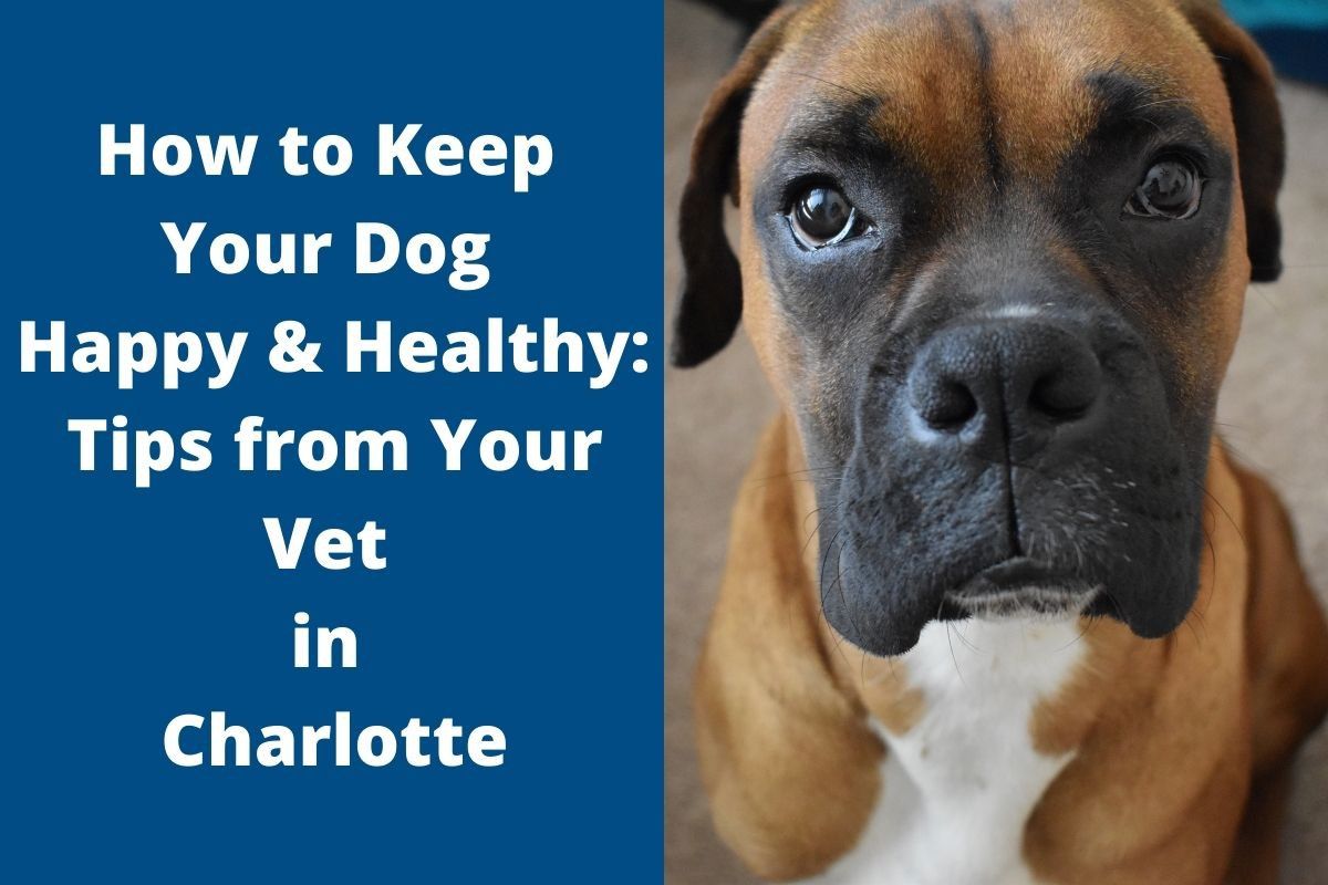 How-to-Keep-Your-Dog-Happy--Healthy_-Tips-from-Your-Vet-in-Charlotte