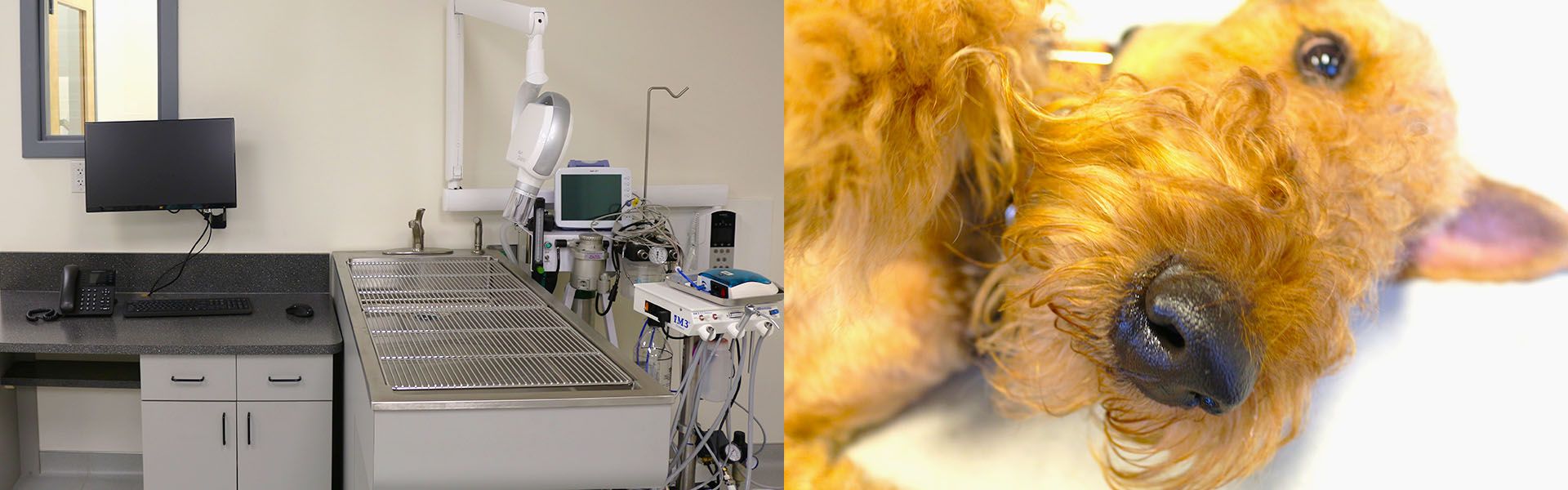 Best Care Animal Hospital | Low-Cost Spay & Neuter Charlotte, Matthews