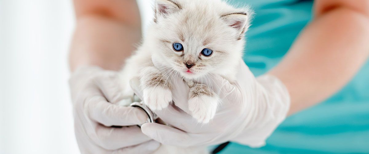 veterinarian holding cute ragdoll kitten