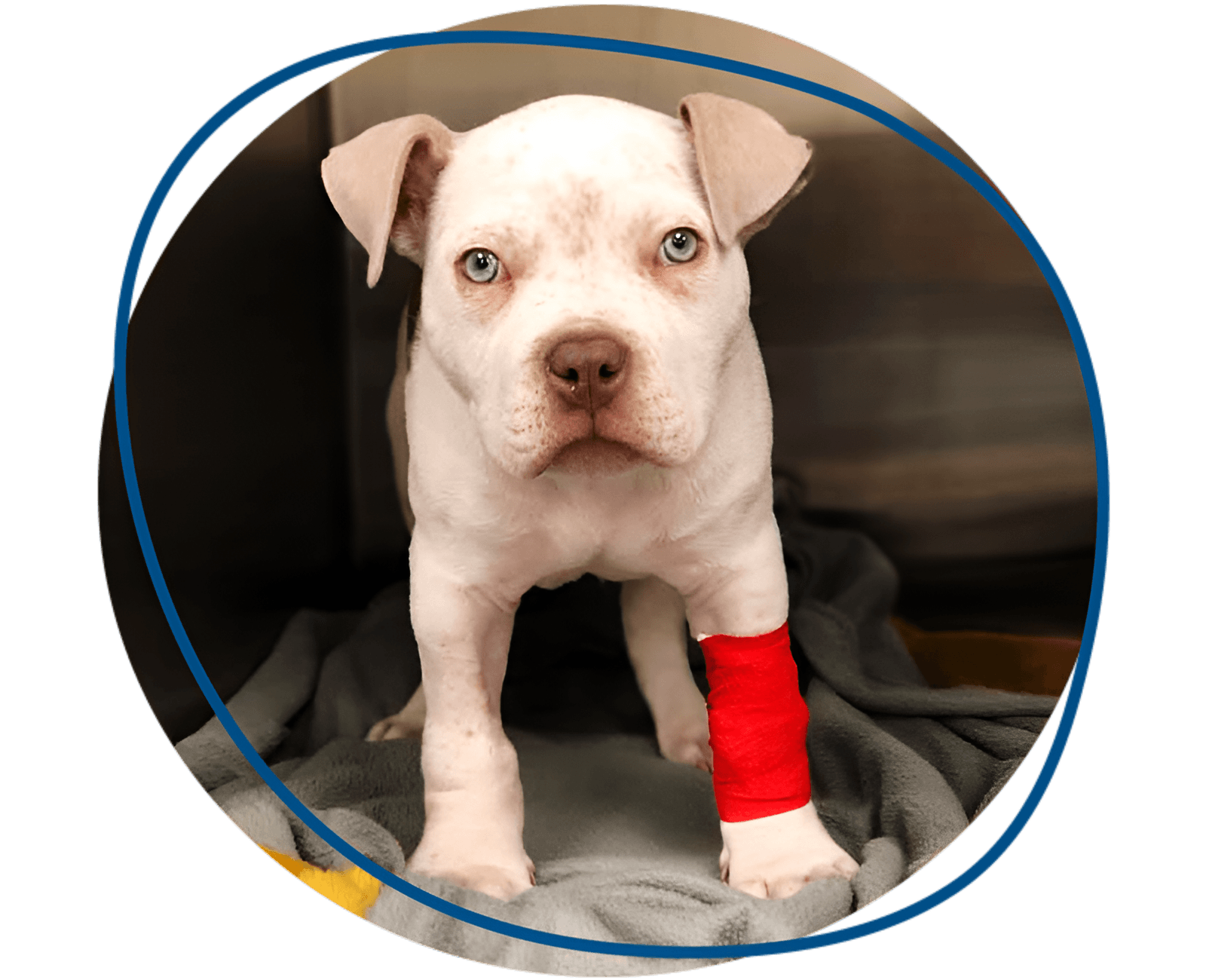 puppy dog wirh orthopedic care