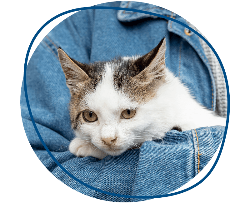 cute domestic cat sitting owner arms
