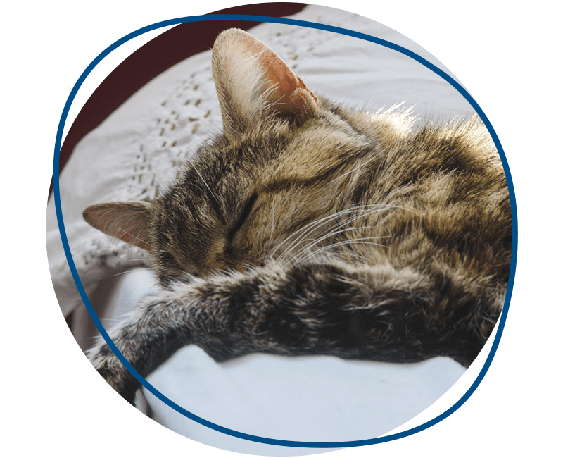 tabby cat sleeping on bed