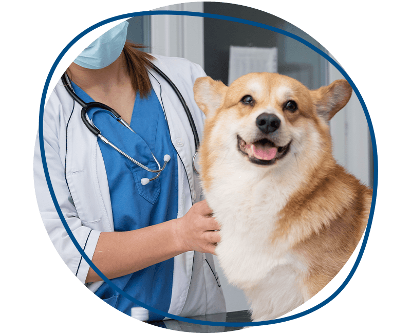 pet insurances/veterinary woman taking care pet dog