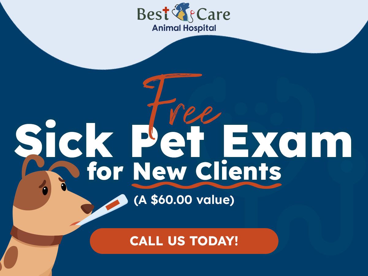 Free Sick Pet Exam for new clients |  Call us today!