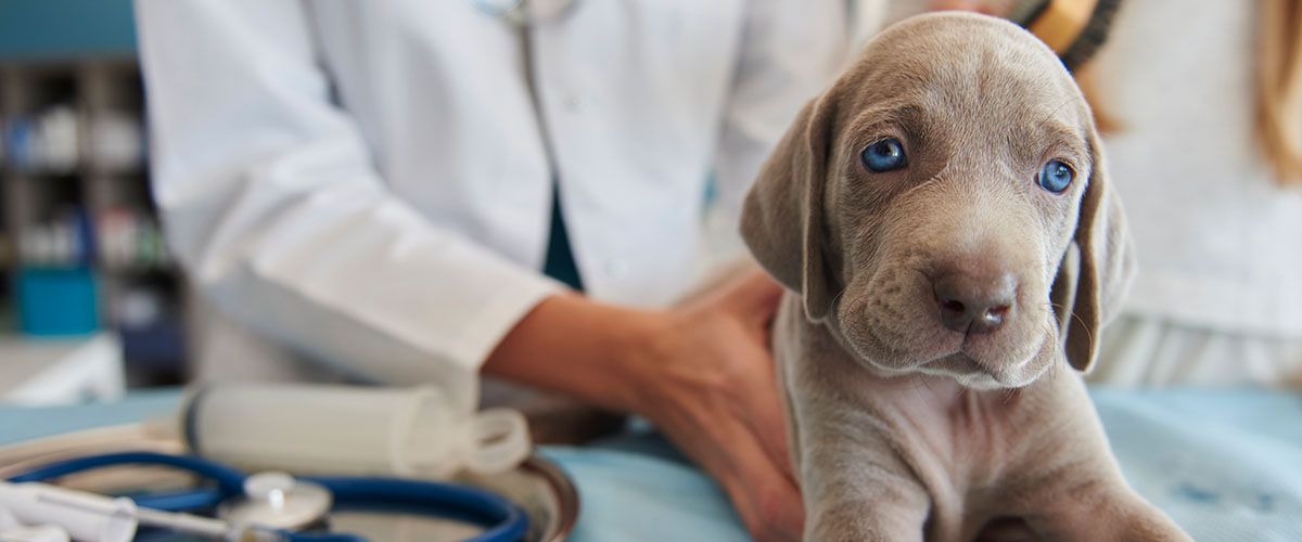 gray puppy at vet