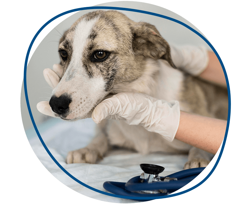 veterinarian taking care of a sad dog